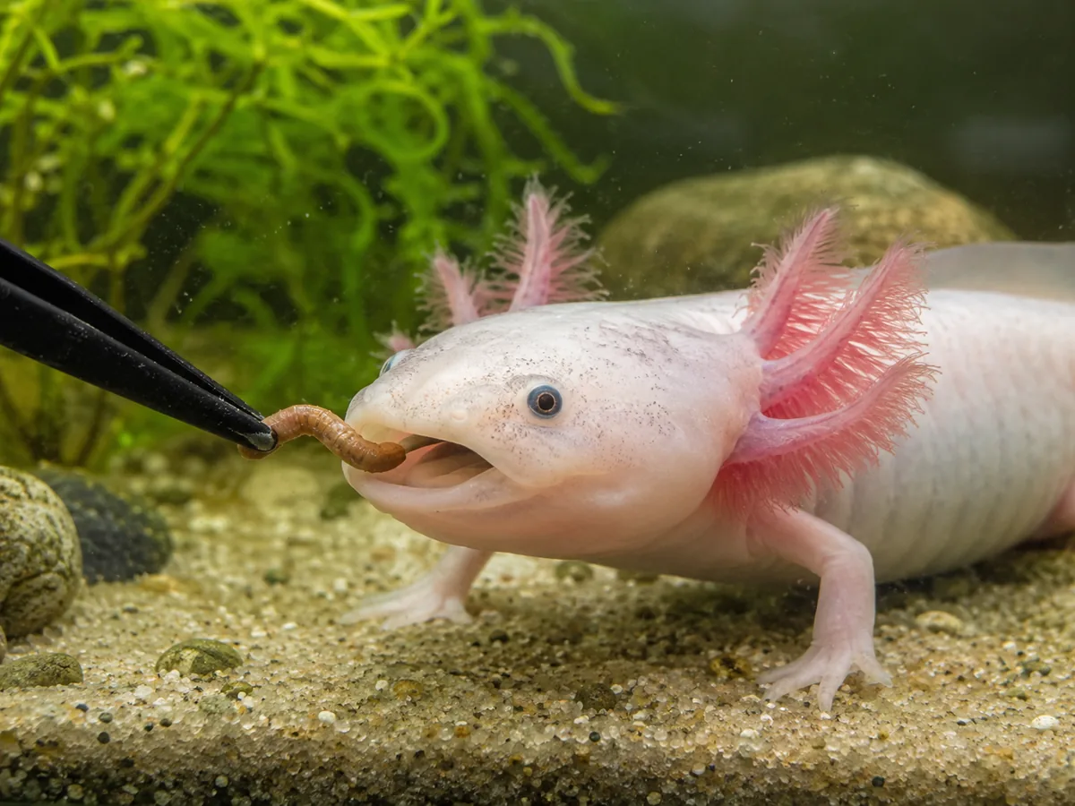 Axolotl taking an earthworm from feeding tongs in a planted aquarium