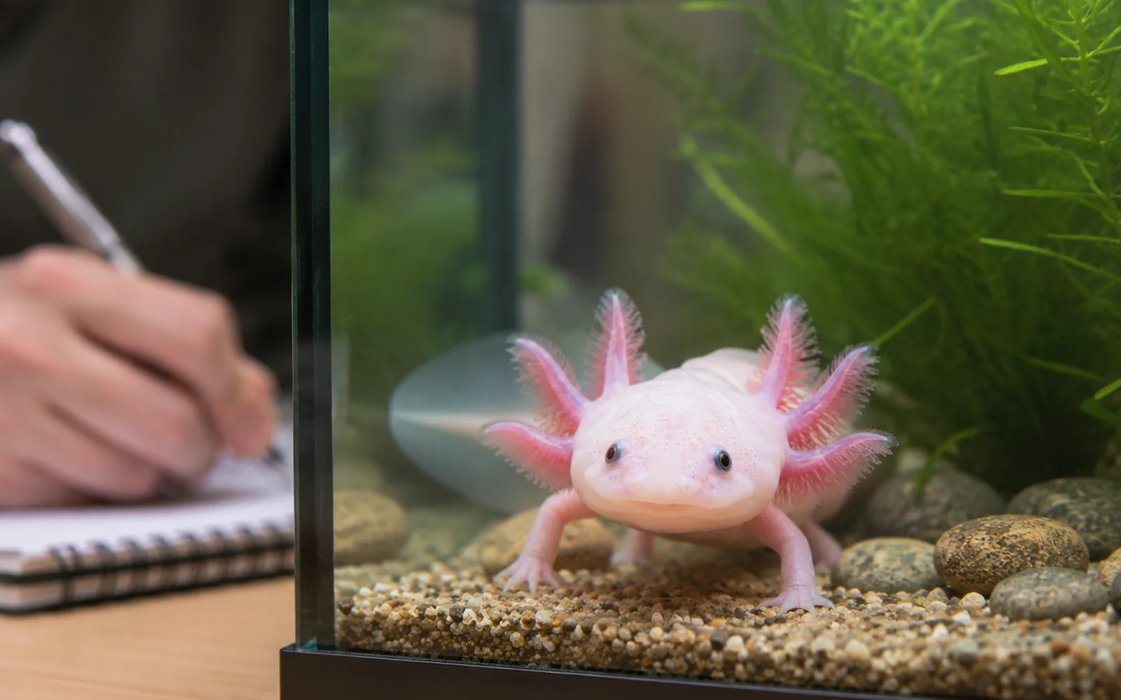 Realistic healthy axolotl being observed in a clean aquarium