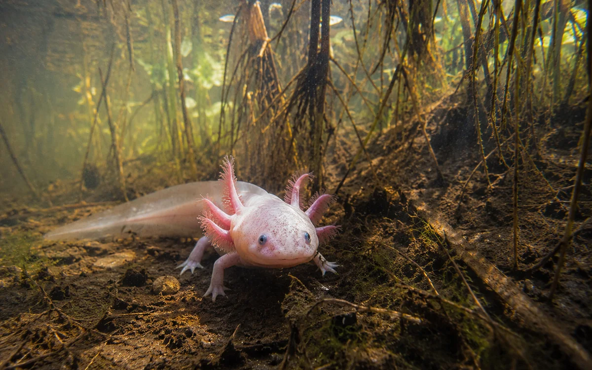 Realistic axolotl in a natural freshwater canal habitat